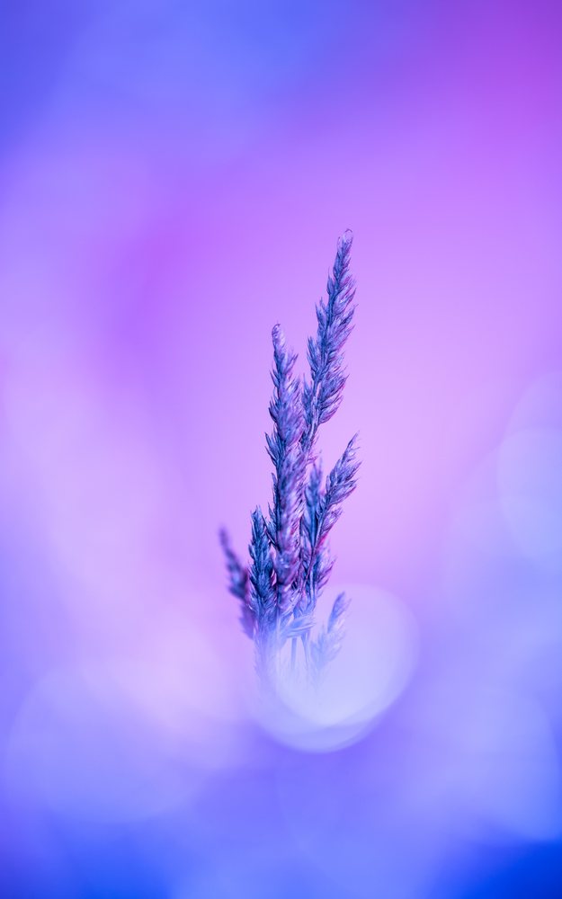 Absztrakt